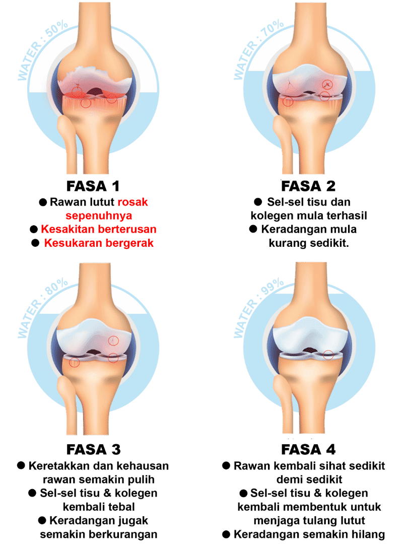 Biovytal-JointActiv-Osteorthritis-Fasa.png